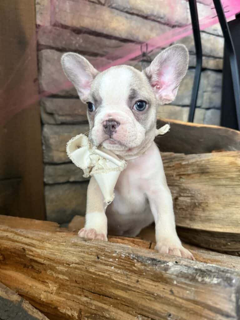 Kevin | Blue Fawn & White French Bulldog Male | Available in Oct 2025