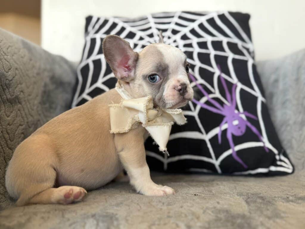 Kevin | Blue Fawn & White French Bulldog Male | Available in Oct 2025