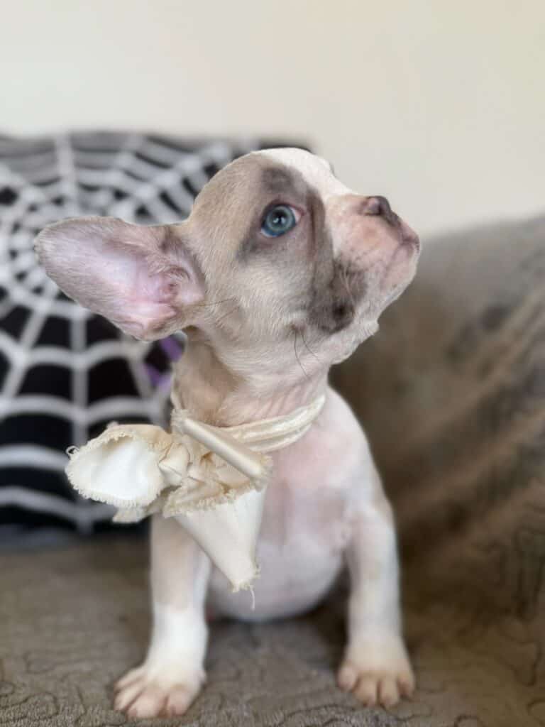 Kevin | Blue Fawn & White French Bulldog Male | Available in Oct 2025