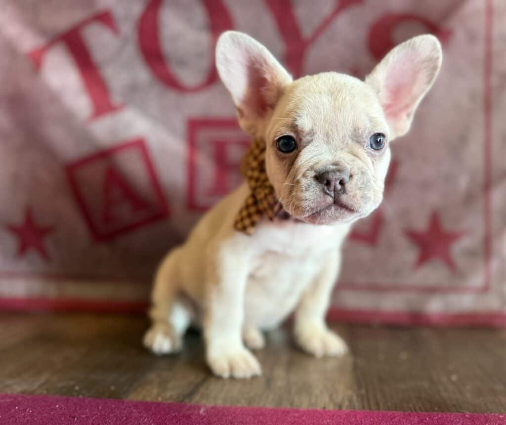 Kipling | Lilac Fawn French Bulldog Male | Available in Oct 2025