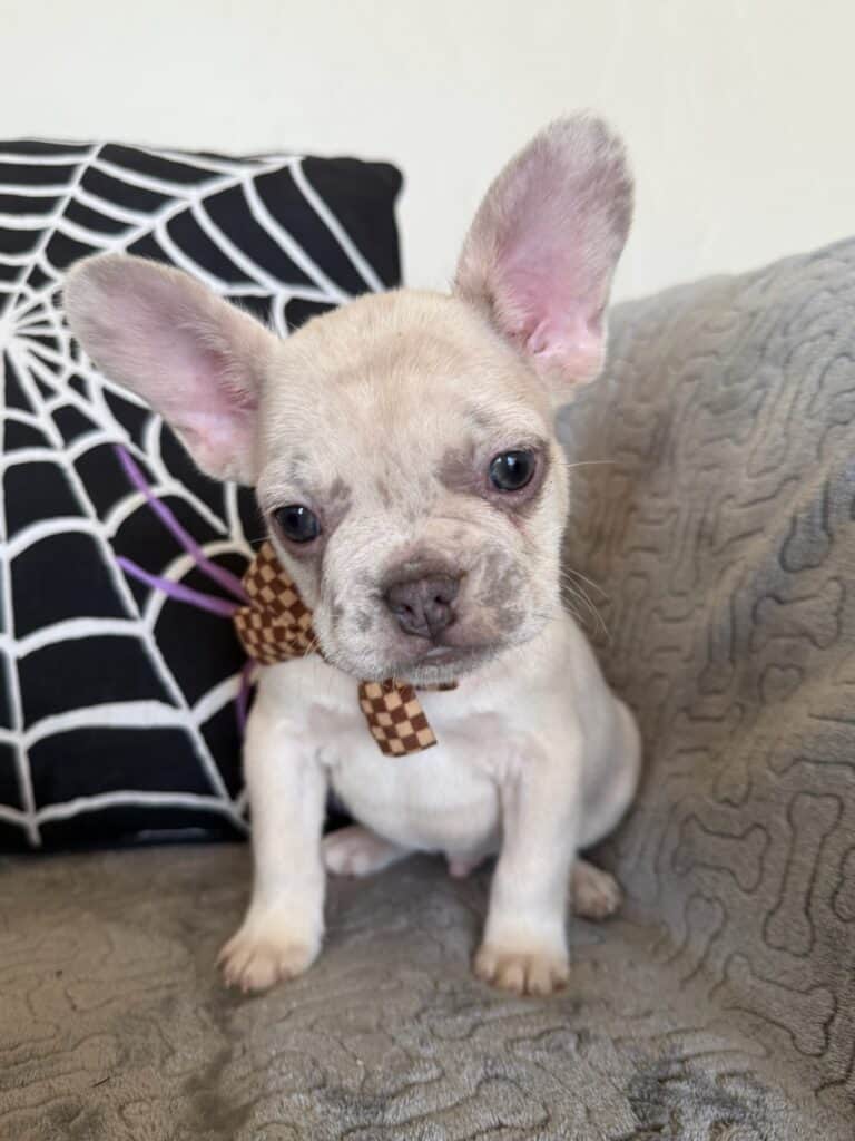 Kipling | Lilac Fawn French Bulldog Male | Available in Oct 2025