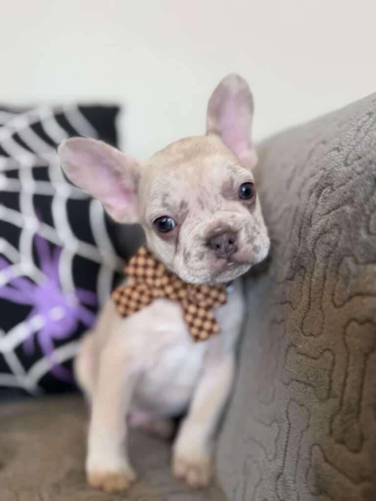 Kipling | Lilac Fawn French Bulldog Male | Available in Oct 2025