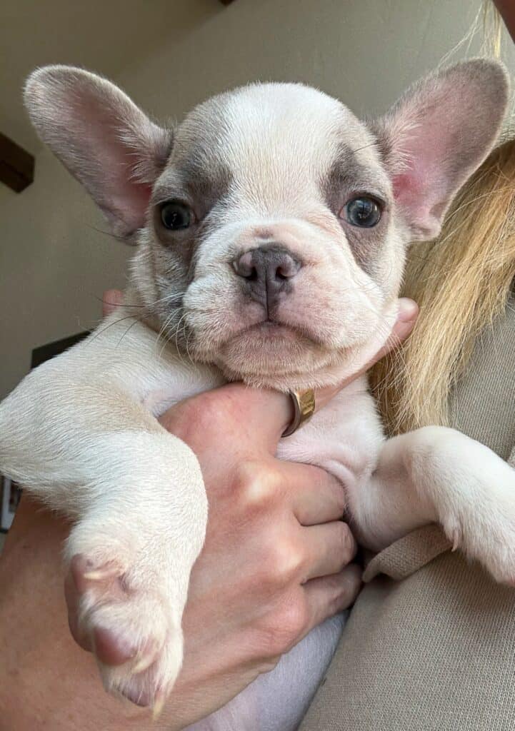 Kevin | Blue Fawn & White French Bulldog Male | Available in Oct 2025