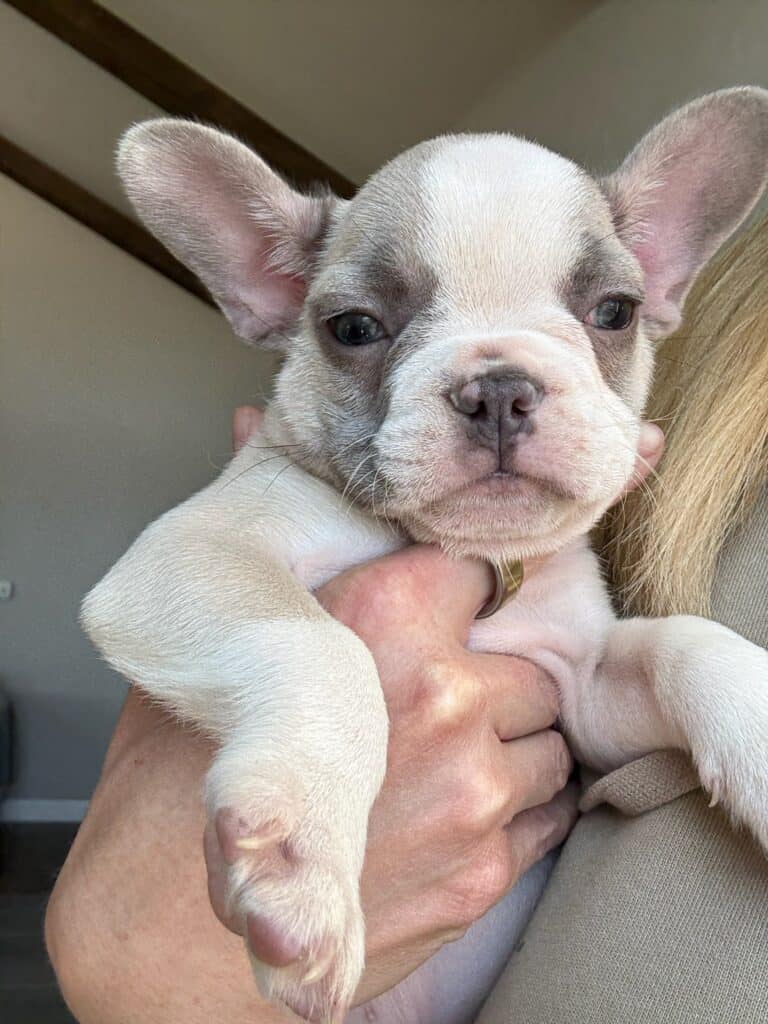 Kevin | Blue Fawn & White French Bulldog Male | Available in Oct 2025