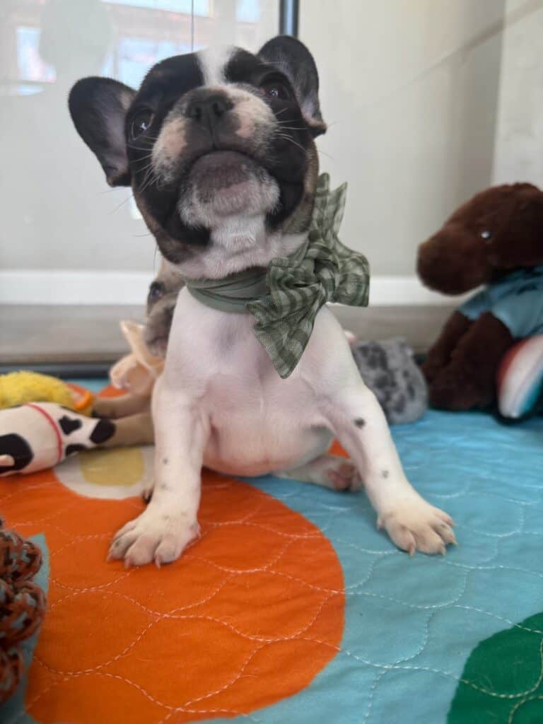 Miley | Brindle Pied French Bulldog Female | Available in Nov 2025