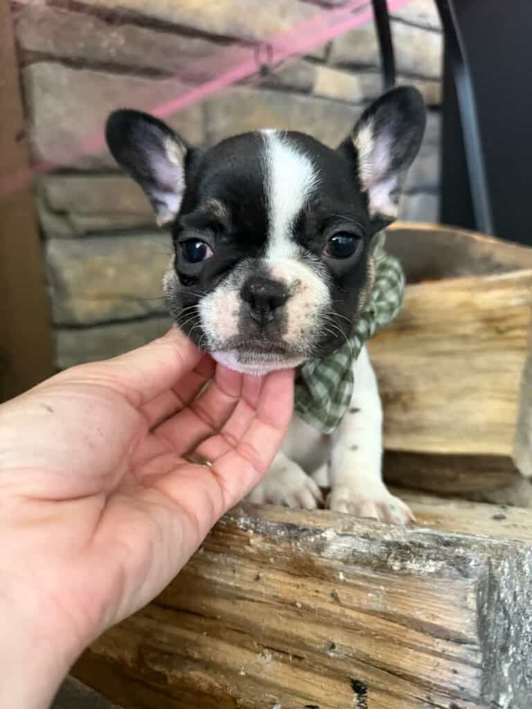 Miley | Brindle Pied French Bulldog Female | Available in Nov 2025
