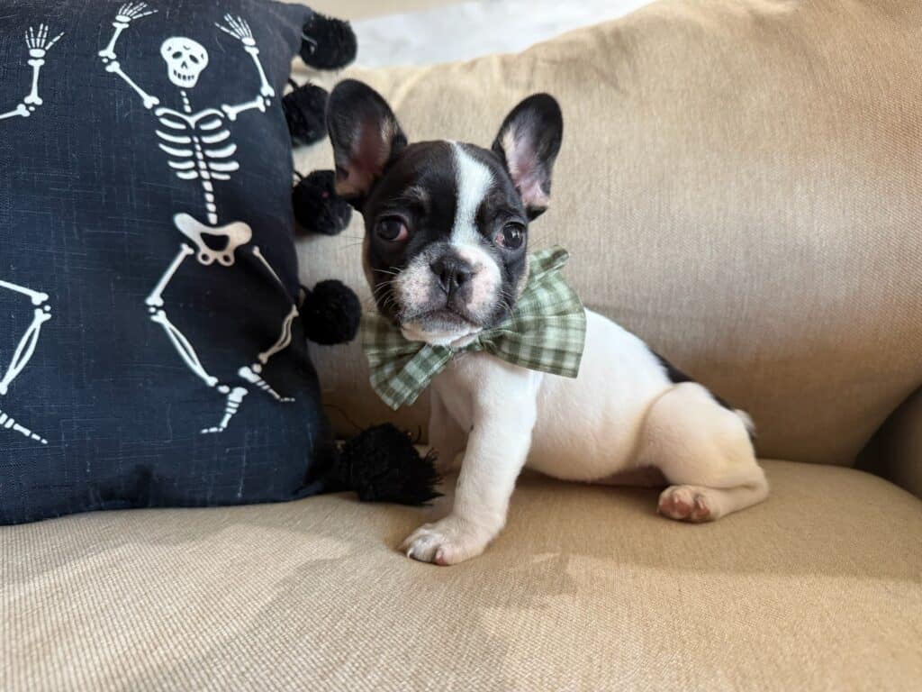 Miley | Brindle Pied French Bulldog Female | Available in Nov 2025