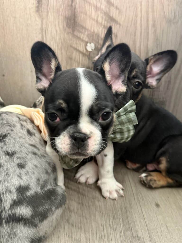 Miley | Brindle Pied French Bulldog Female | Available in Nov 2025