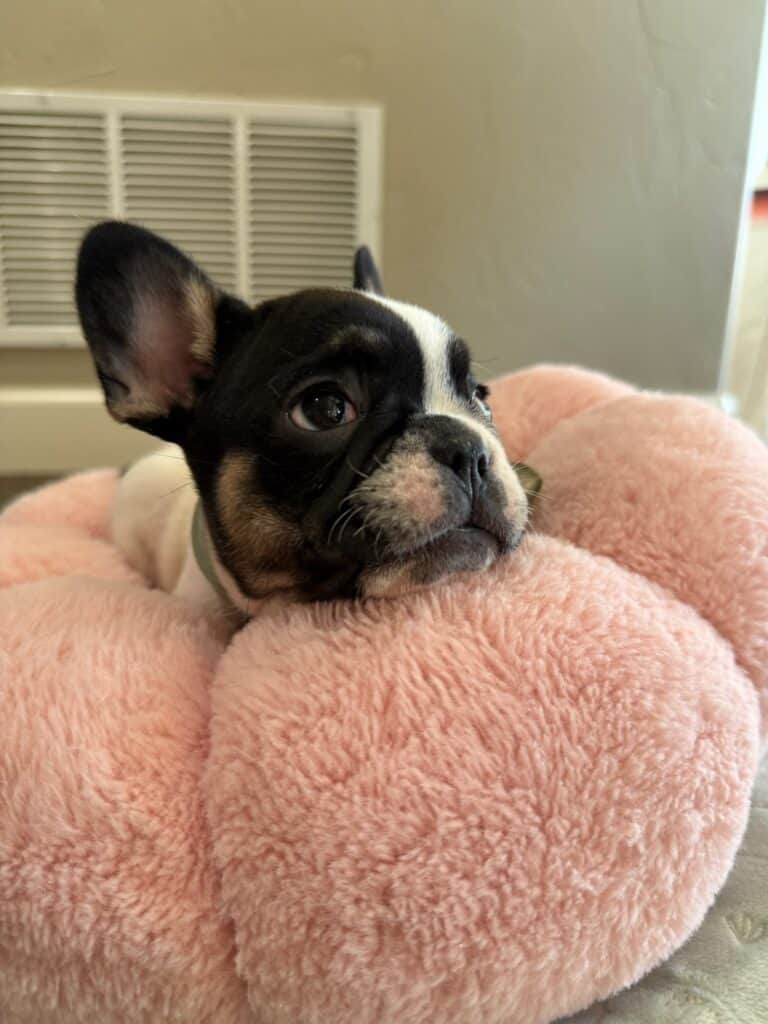 Miley | Brindle Pied French Bulldog Female | Available in Nov 2025