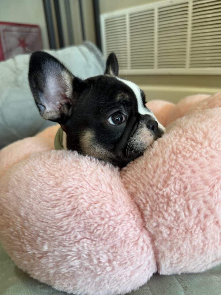 Miley | Brindle Pied French Bulldog Female | Available in Nov 2025