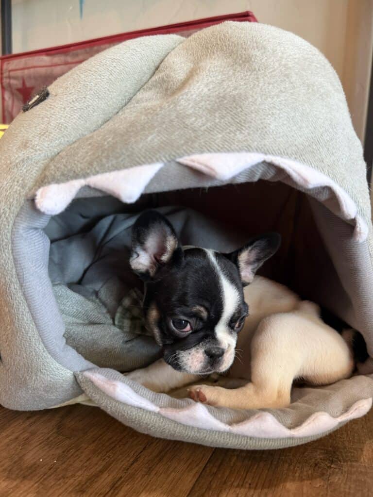 Miley | Brindle Pied French Bulldog Female | Available in Nov 2025