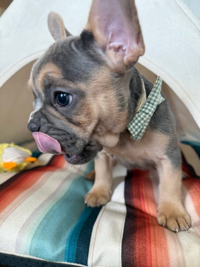Lisa | Blue & Tan French Bulldog Female | Available in Nov 2025