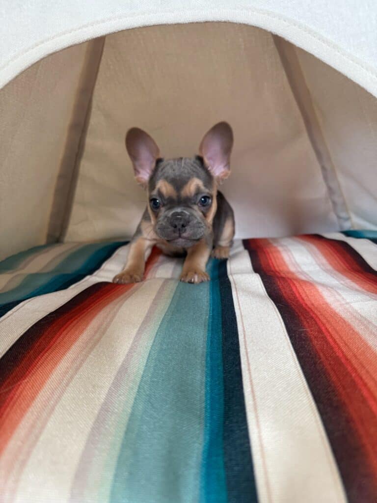 Lisa | Blue & Tan French Bulldog Female | Available in Nov 2025