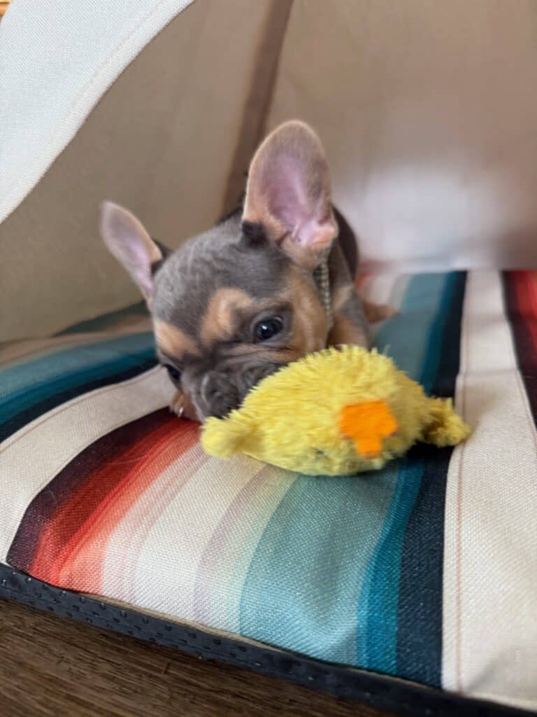 Lisa | Blue & Tan French Bulldog Female | Available in Nov 2025