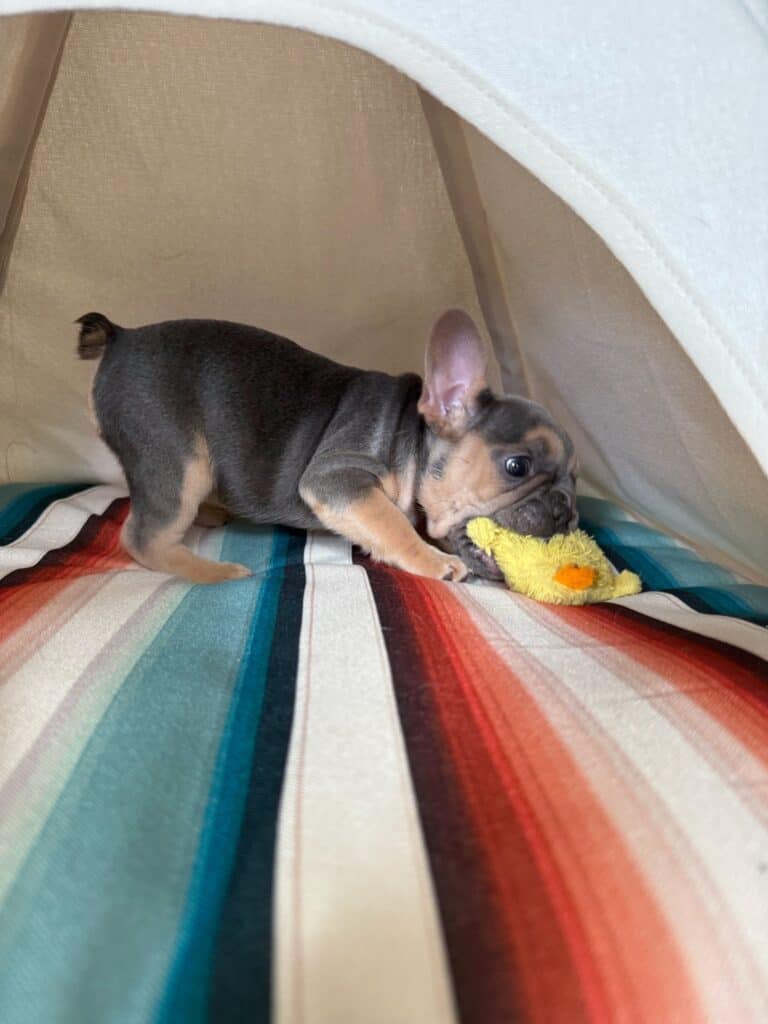 Lisa | Blue & Tan French Bulldog Female | Available in Nov 2025
