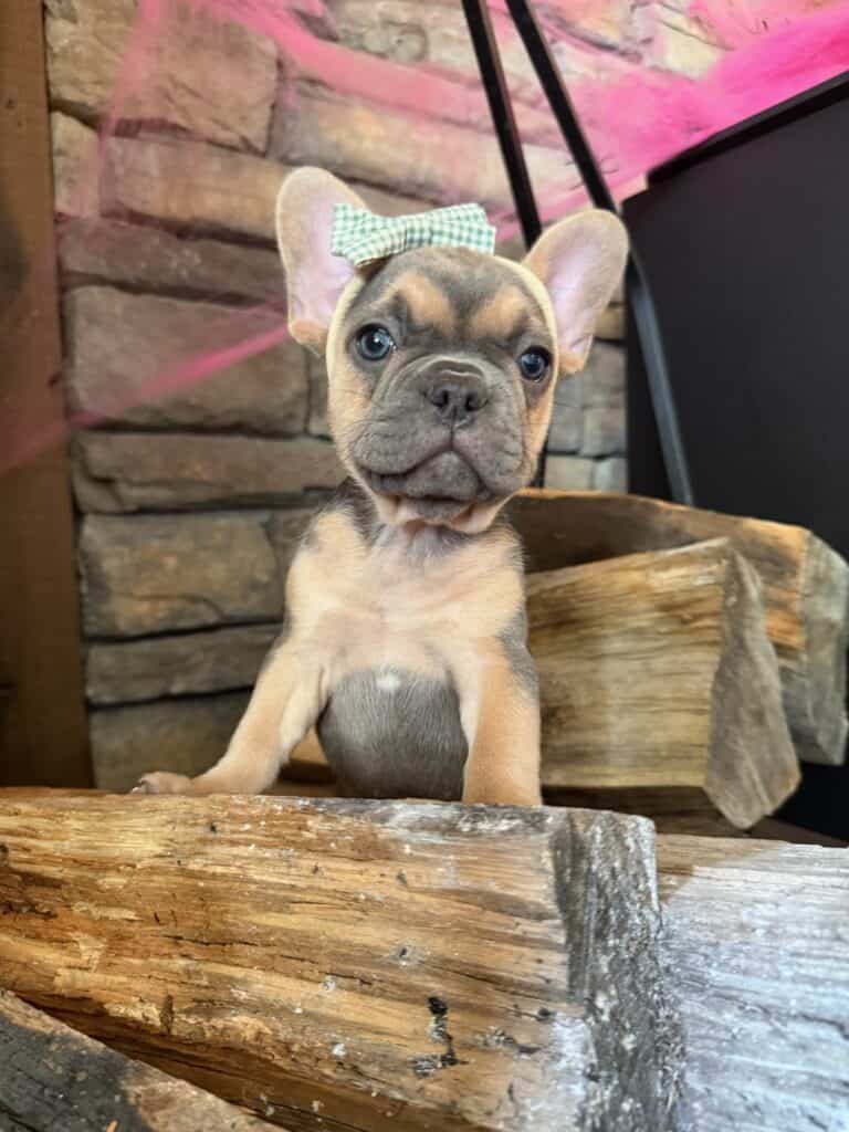 Lisa | Blue & Tan French Bulldog Female | Available in Nov 2025