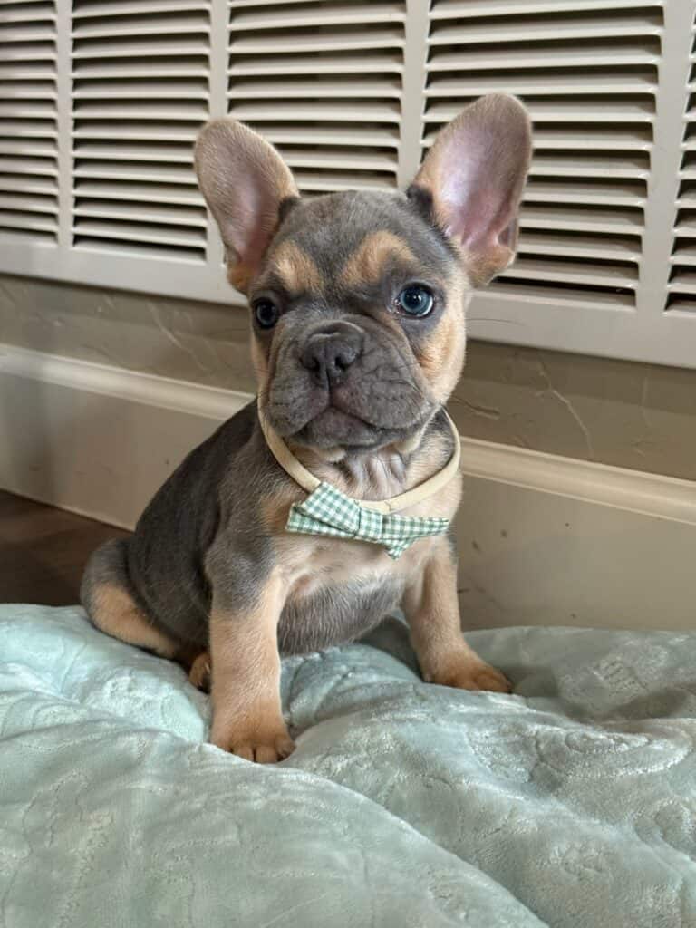 Lisa | Blue & Tan French Bulldog Female | Available in Nov 2025