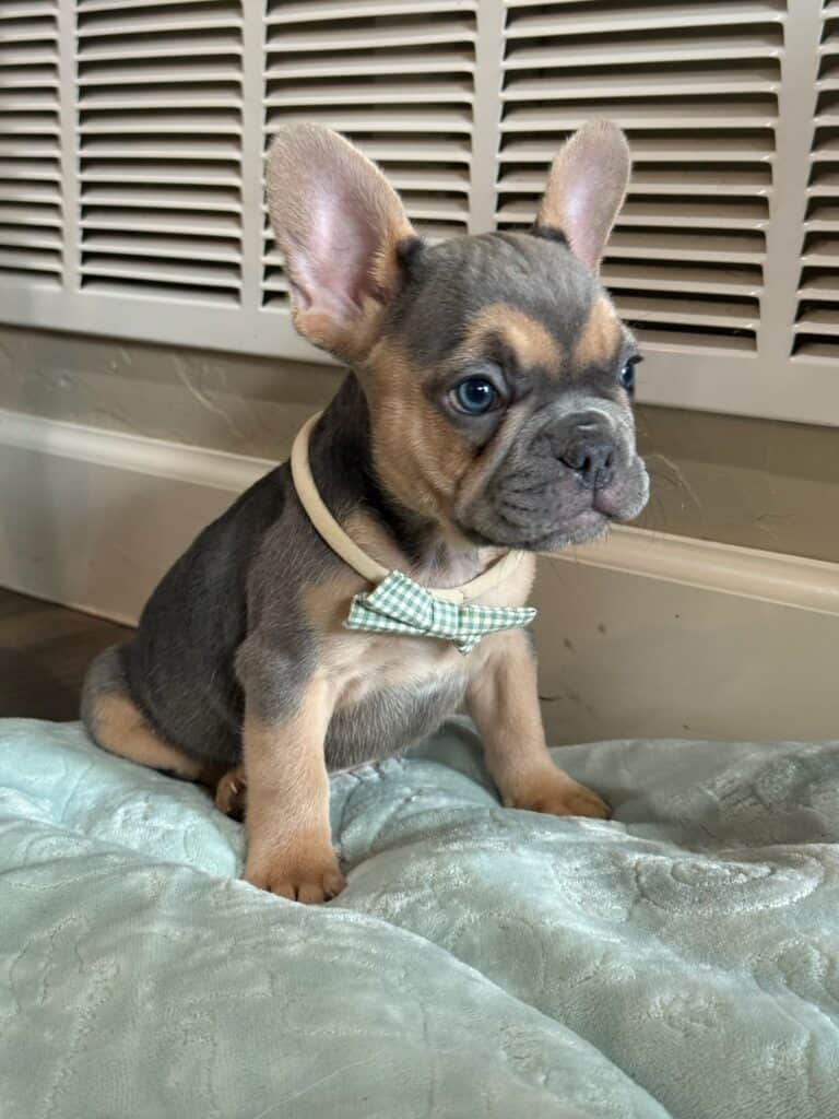 Lisa | Blue & Tan French Bulldog Female | Available in Nov 2025