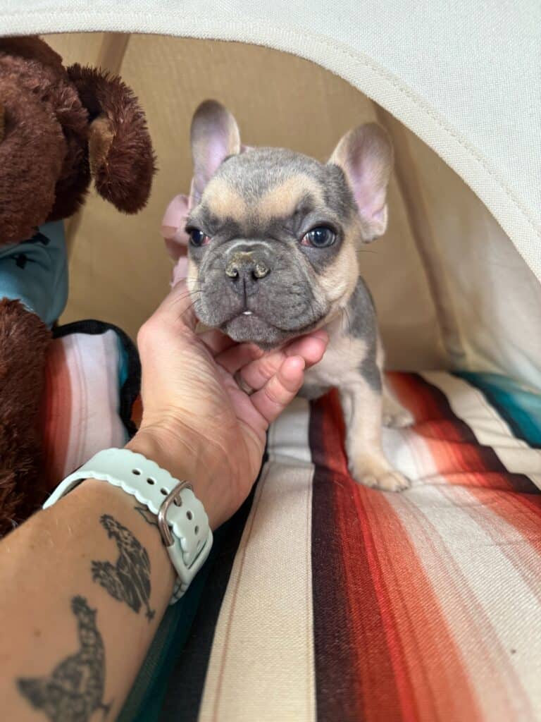 Layla | Blue & Tan French Bulldog Female | Available in Nov 2025