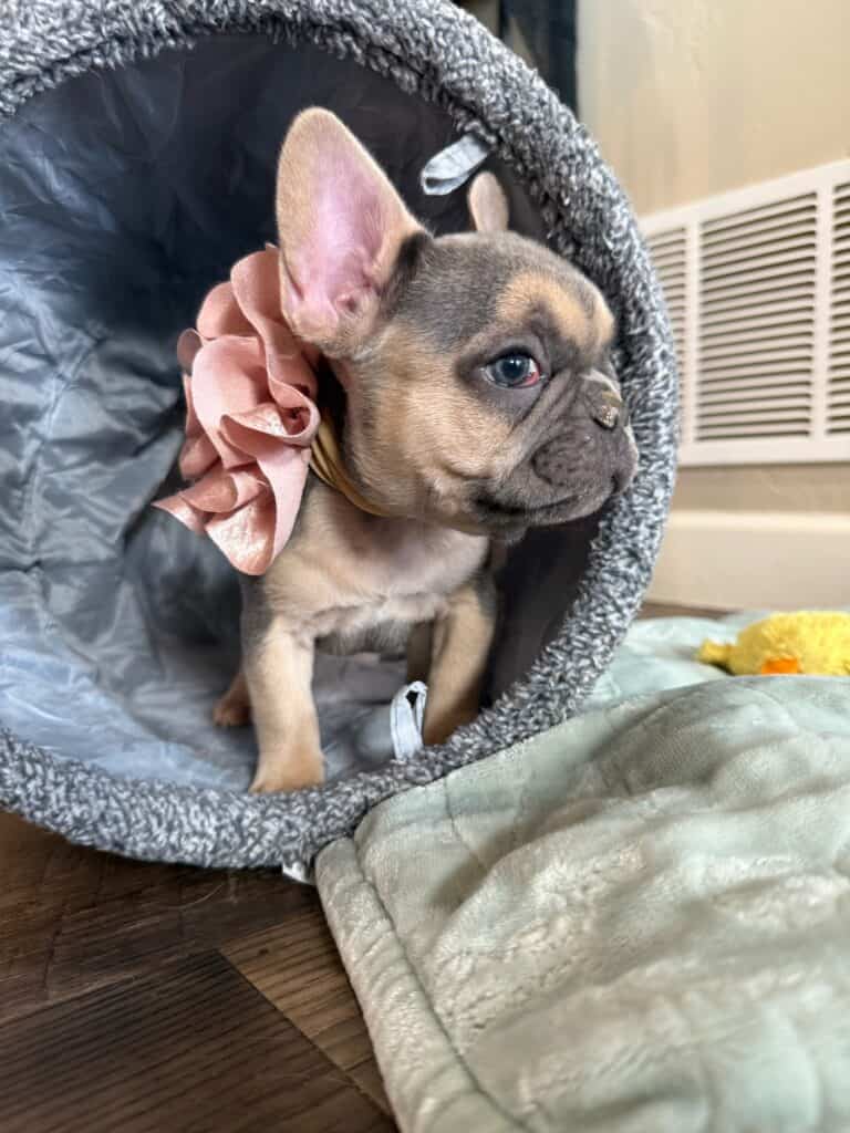 Layla | Blue & Tan French Bulldog Female | Available in Nov 2025