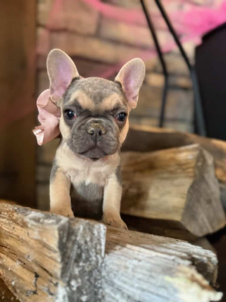 Layla | Blue & Tan French Bulldog Female | Available in Nov 2025