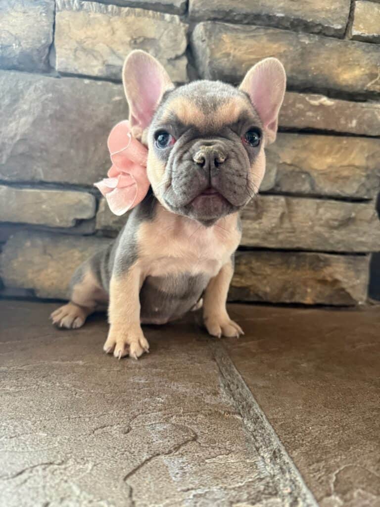 Layla | Blue & Tan French Bulldog Female | Available in Nov 2025