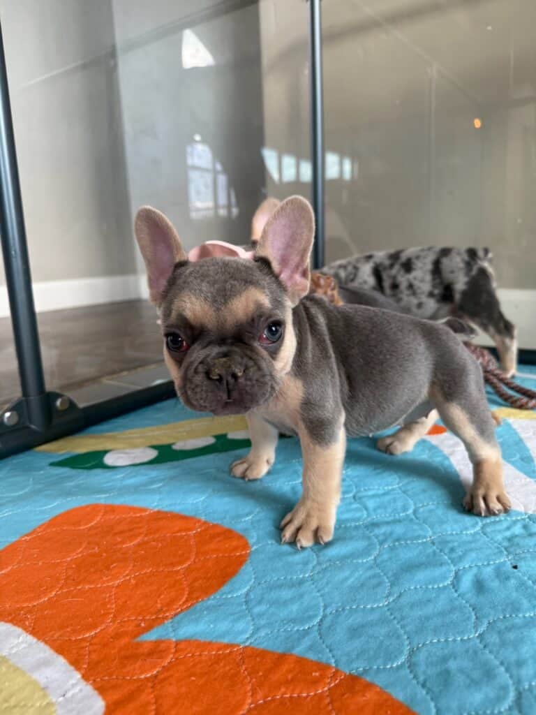 Layla | Blue & Tan French Bulldog Female | Available in Nov 2025