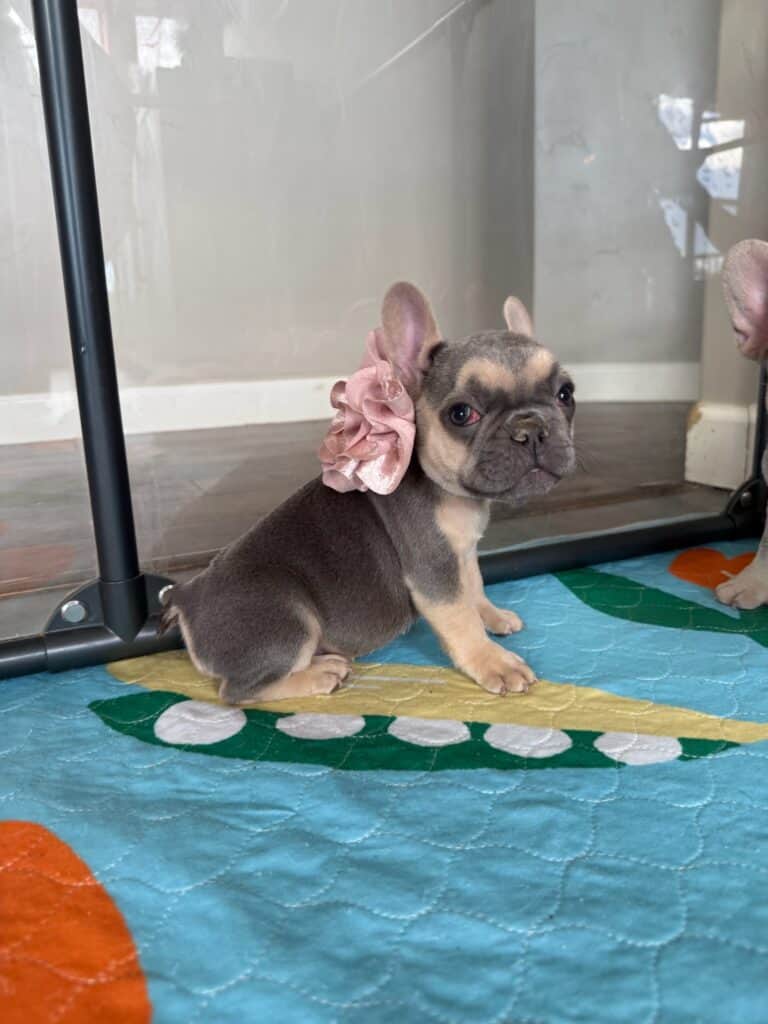 Layla | Blue & Tan French Bulldog Female | Available in Nov 2025