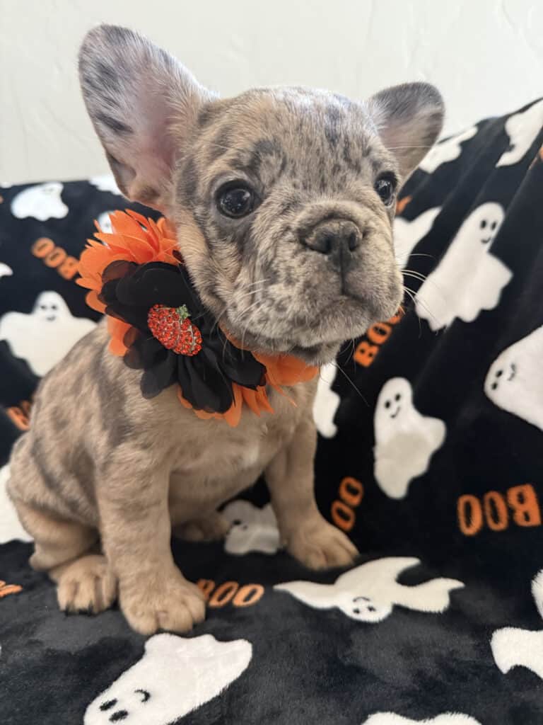 Ivy | Blue Merle French Bulldog Female | Available Now