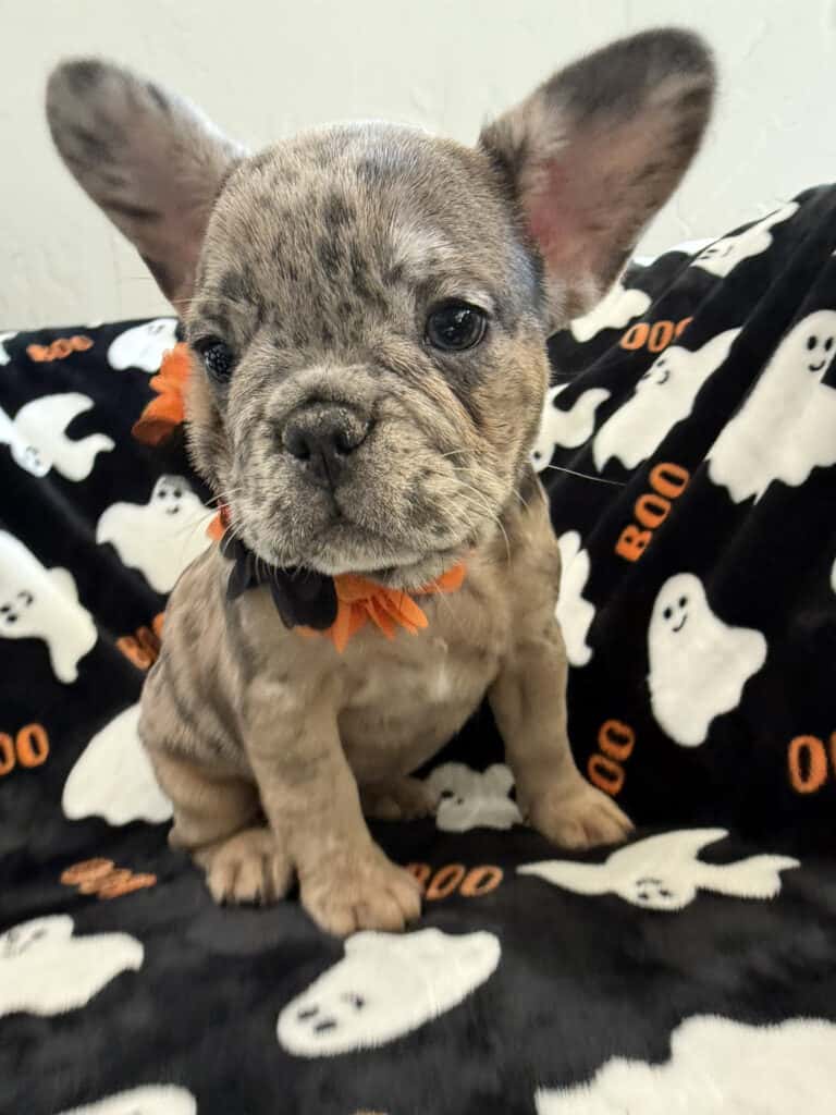 Ivy | Blue Merle French Bulldog Female | Available Now