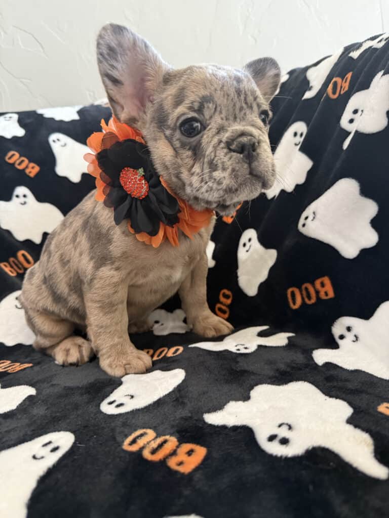 Ivy | Blue Merle French Bulldog Female | Available Now