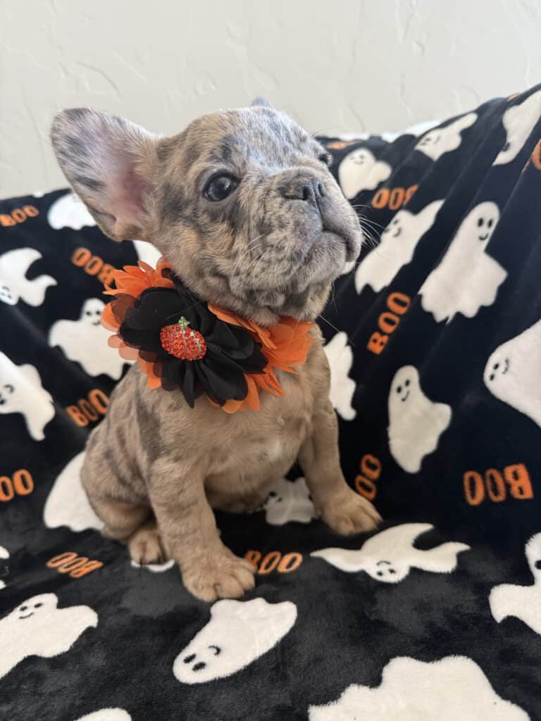 Ivy | Blue Merle French Bulldog Female | Available Now