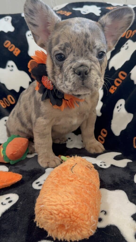Ivy | Blue Merle French Bulldog Female | Available Now