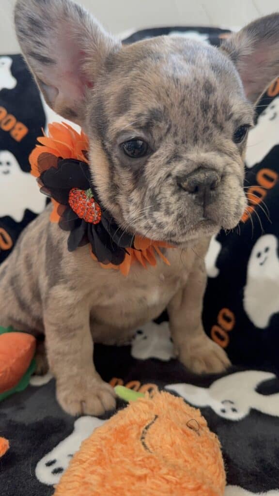 Ivy | Blue Merle French Bulldog Female | Available Now