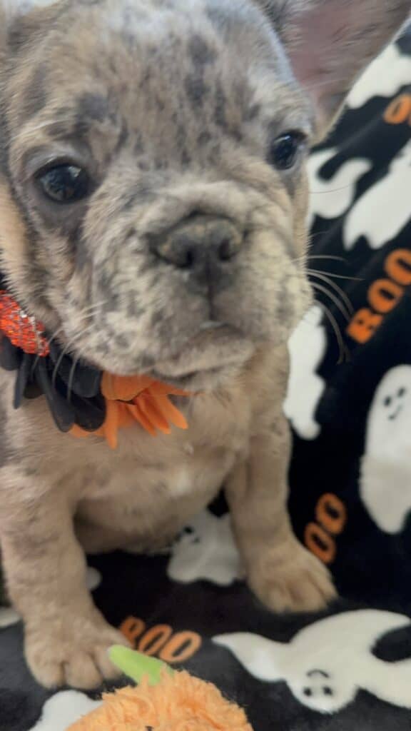 Ivy | Blue Merle French Bulldog Female | Available Now