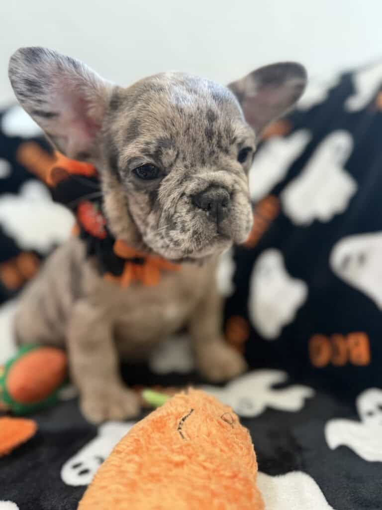 Ivy | Blue Merle French Bulldog Female | Available Now