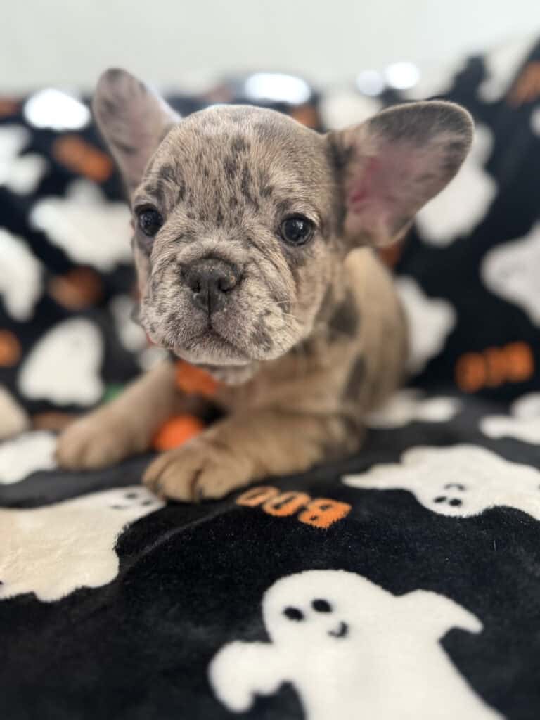 Ivy | Blue Merle French Bulldog Female | Available Now