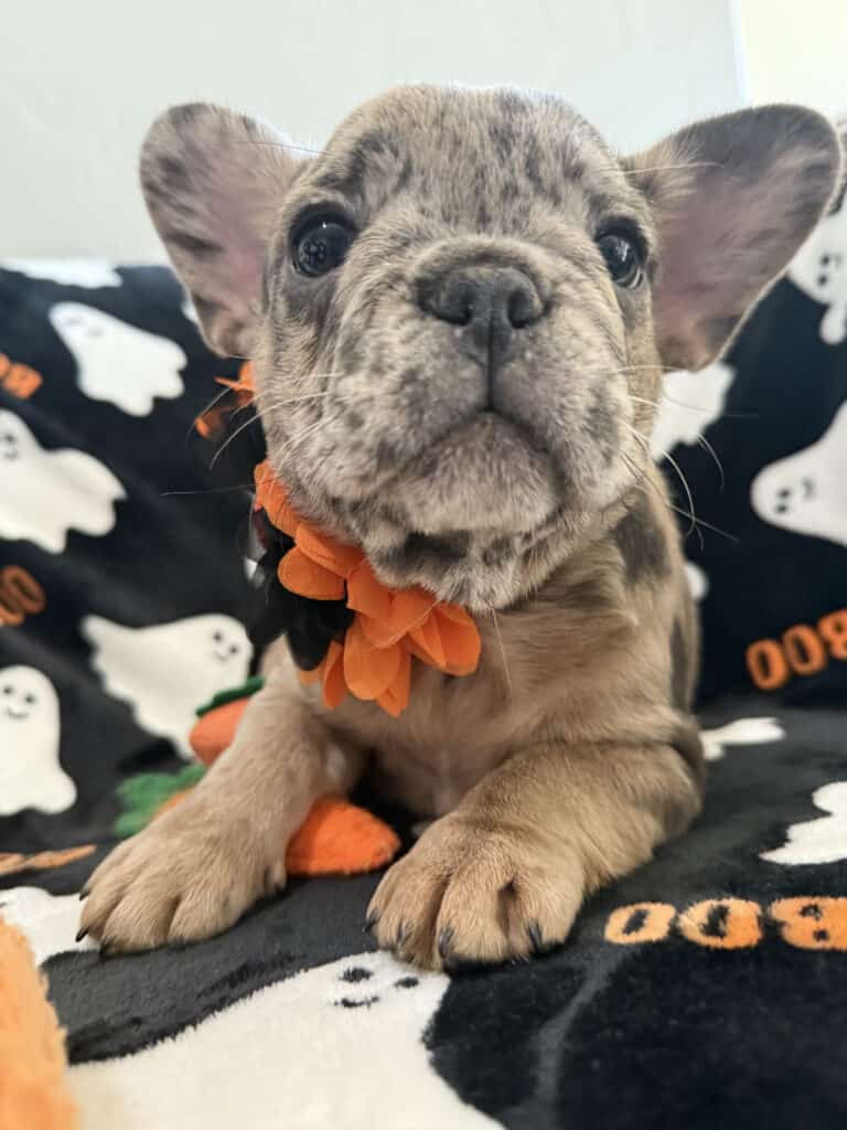 Ivy | Blue Merle French Bulldog Female | Available Now