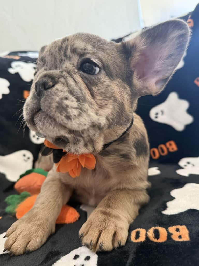 Ivy | Blue Merle French Bulldog Female | Available Now