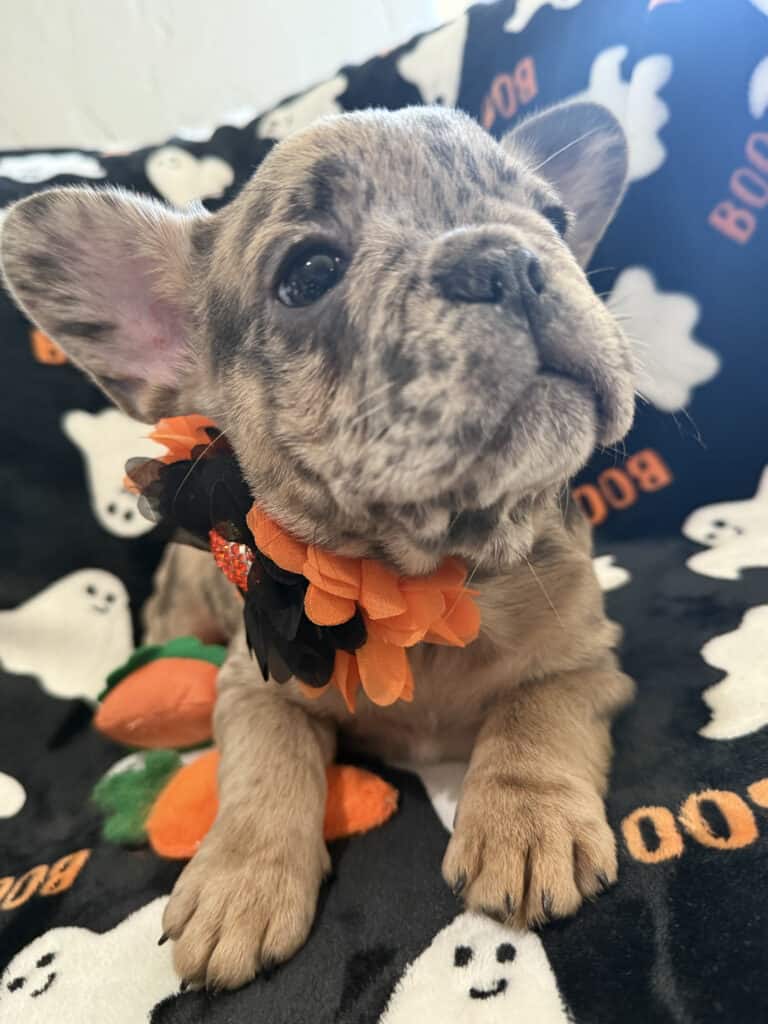 Ivy | Blue Merle French Bulldog Female | Available Now