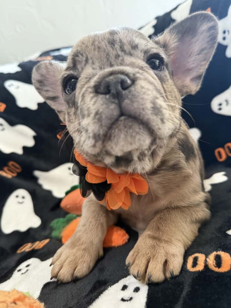 Ivy | Blue Merle French Bulldog Female | Available Now