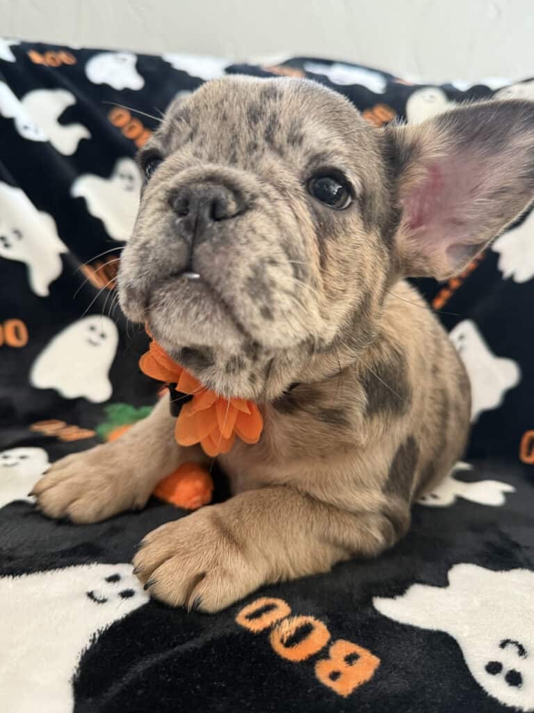 Ivy | Blue Merle French Bulldog Female | Available Now