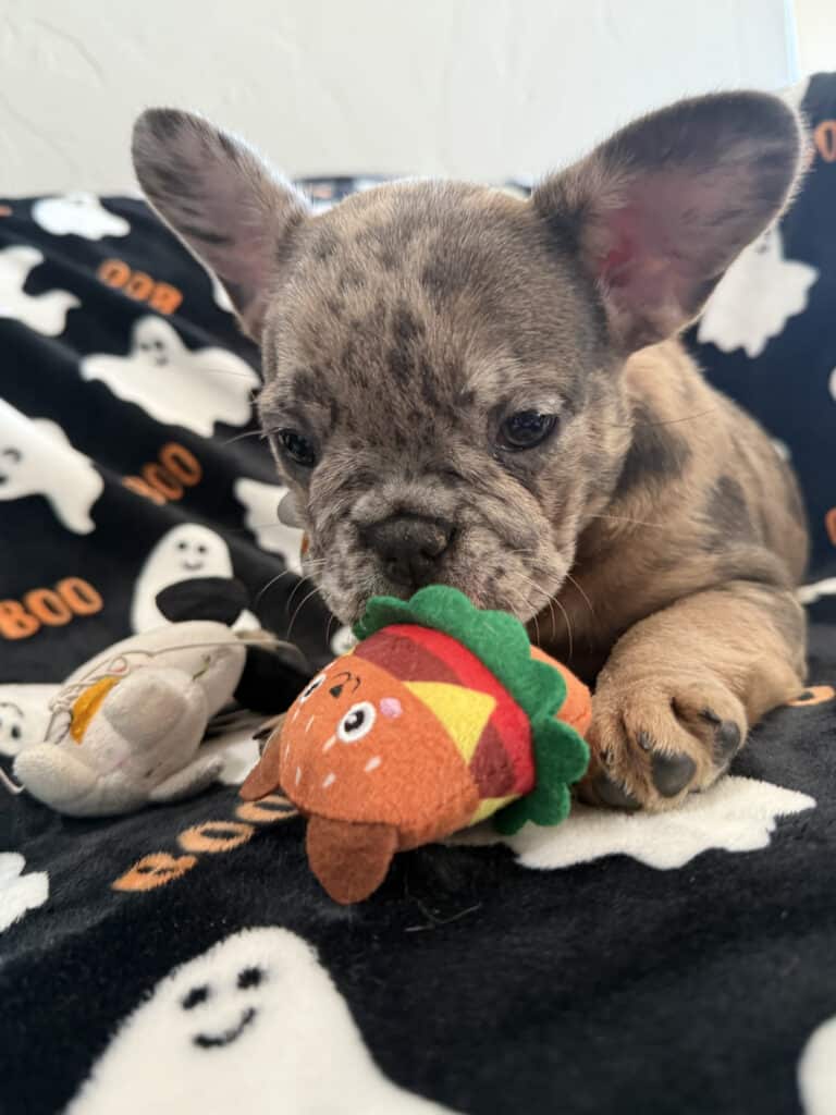 Ivy | Blue Merle French Bulldog Female | Available Now