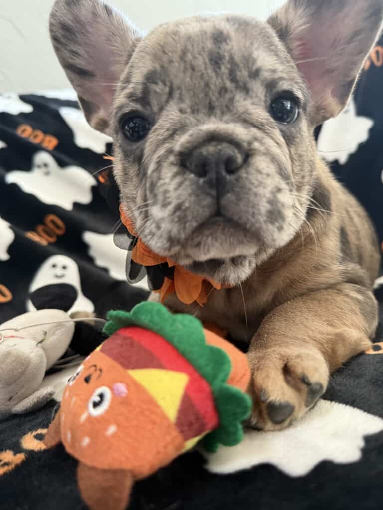 Ivy | Blue Merle French Bulldog Female | Available Now