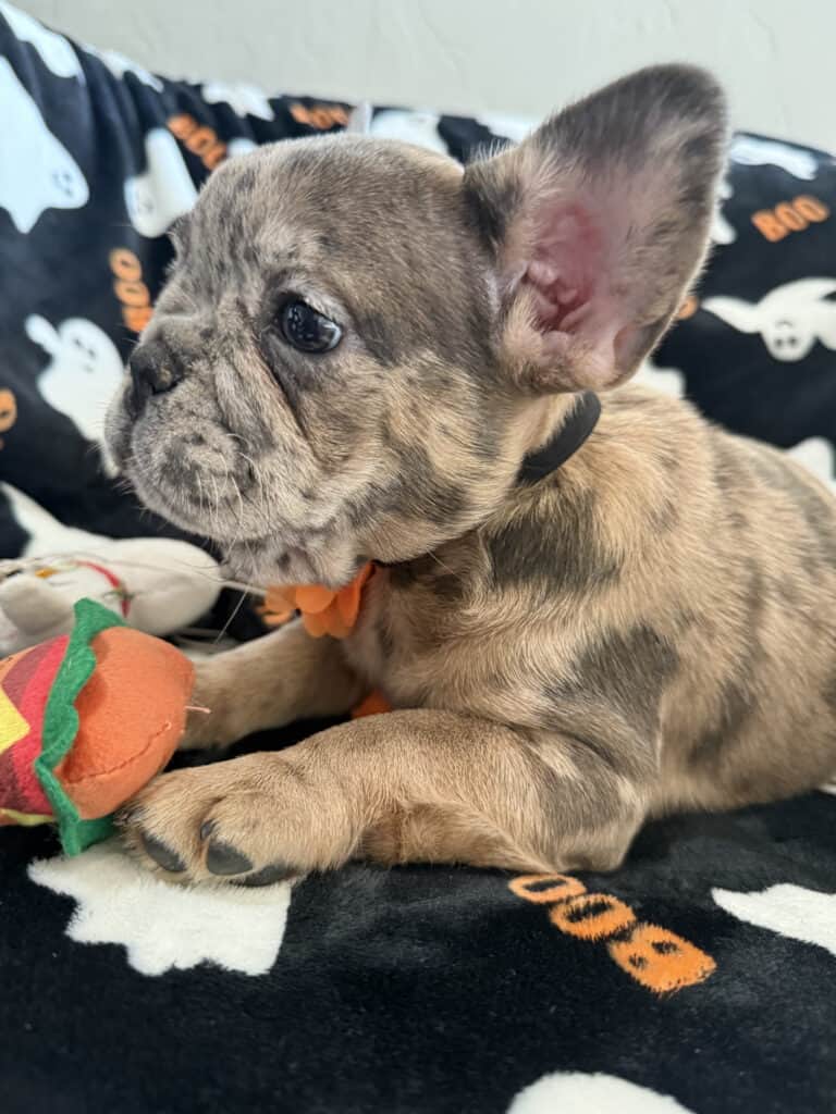 Ivy | Blue Merle French Bulldog Female | Available Now