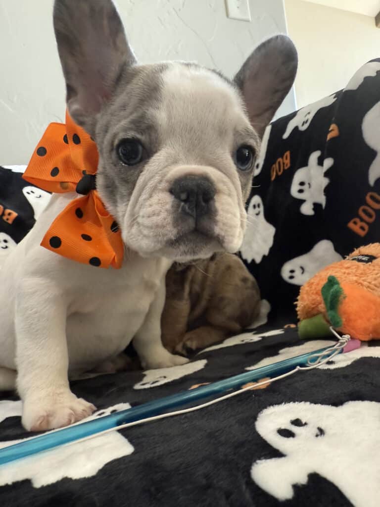Isabella | Blue Pied French Bulldog Female | Available Now