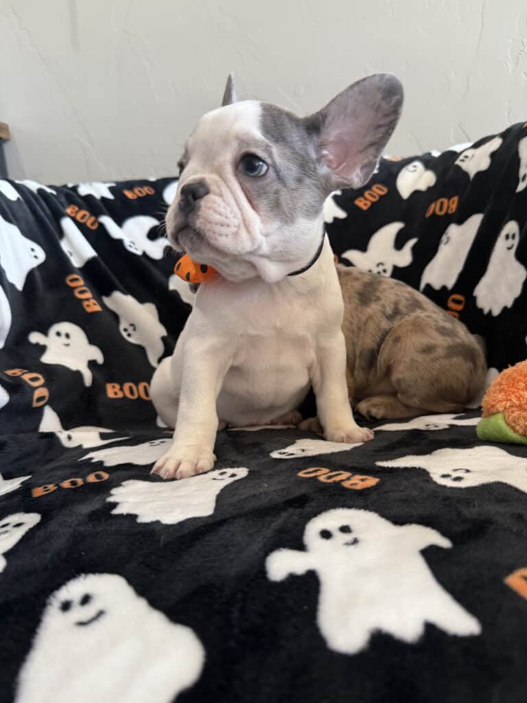 Isabella | Blue Pied French Bulldog Female | Available Now