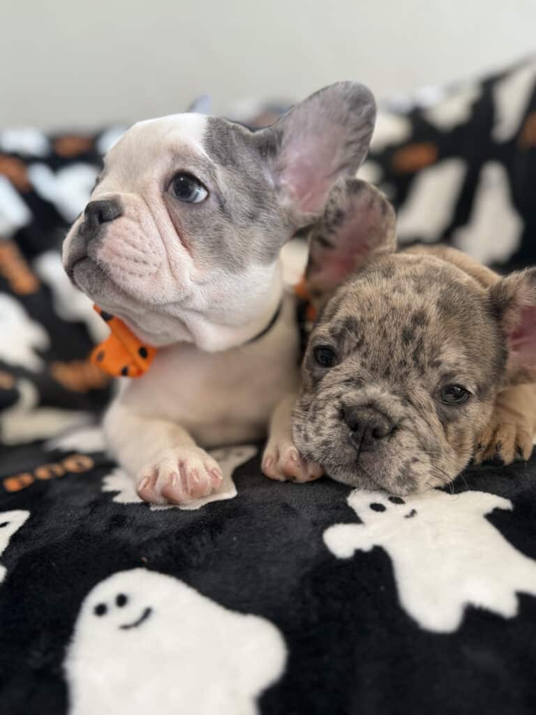 Isabella | Blue Pied French Bulldog Female | Available Now
