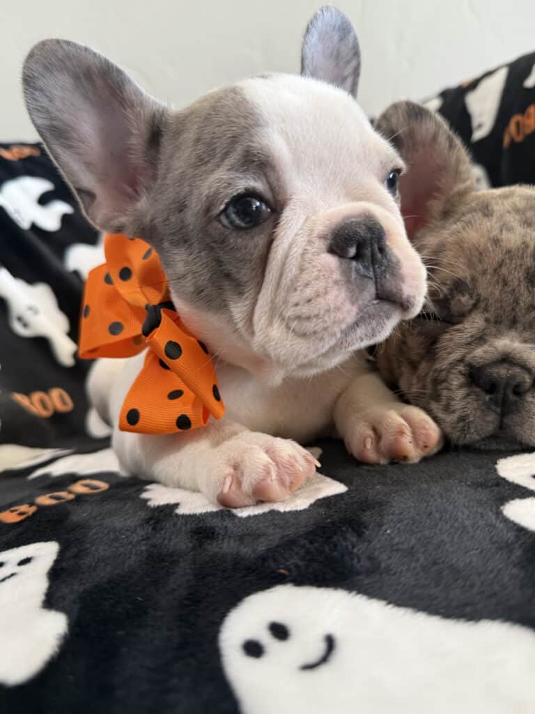 Isabella | Blue Pied French Bulldog Female | Available Now
