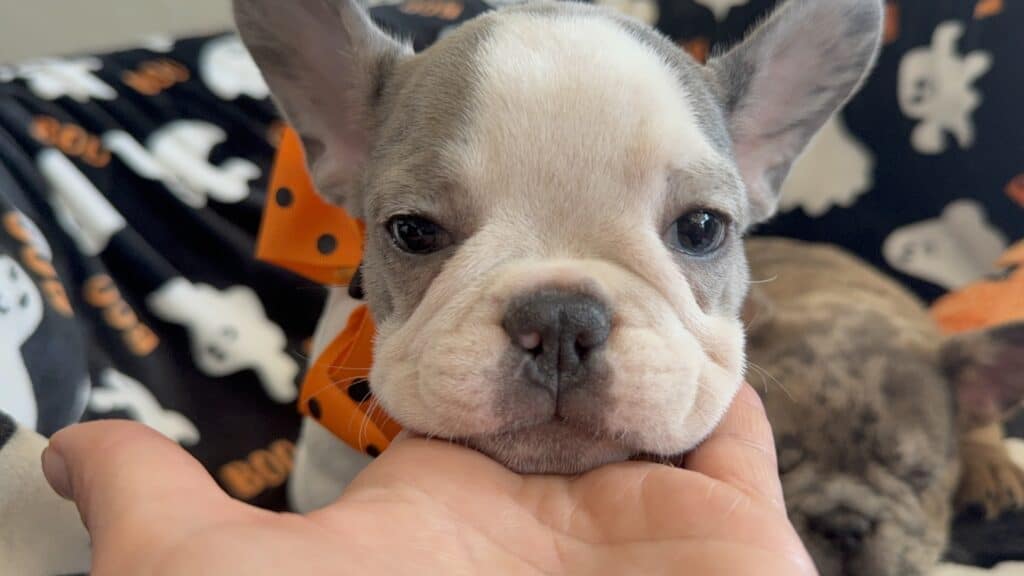 Isabella | Blue Pied French Bulldog Female | Available Now